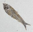 Large Knightia With Leaf Fossil on Large Plate #22972-2